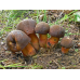 Мицелий Дубовика крапчатого (Boletus erythropus)